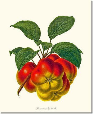 Apple, Apietoile - Charting Nature