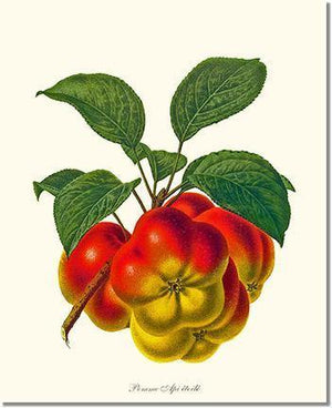 Fruit Print: Apple, Apietoile