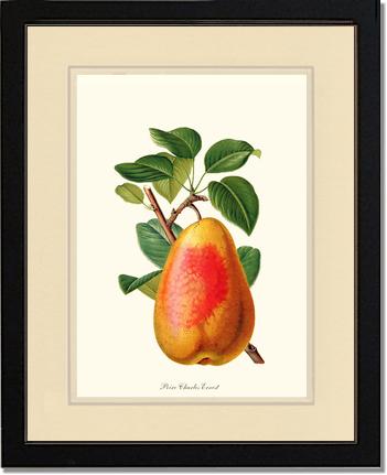 Pear, Charles Earnest | Vintage Redouté's Fruit Wall art print