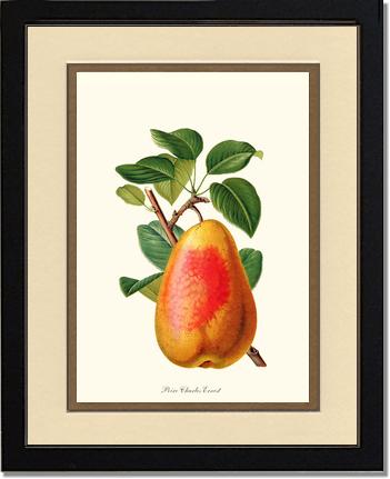 Pear, Charles Earnest | Vintage Redouté's Fruit Wall art print