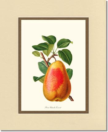 Pear, Charles Earnest | Vintage Redouté's Fruit Wall art print