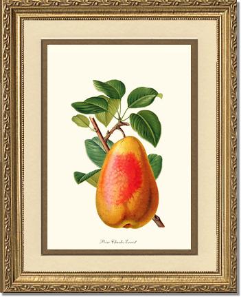 Pear, Charles Earnest | Vintage Redouté's Fruit Wall art print