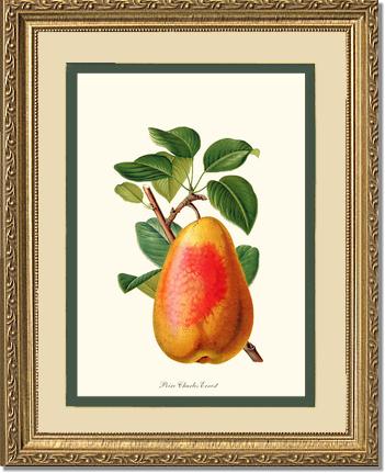 Pear, Charles Earnest | Vintage Redouté's Fruit Wall art print