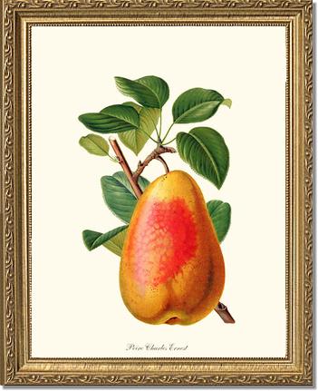 Pear, Charles Earnest | Vintage Redouté's Fruit Wall art print