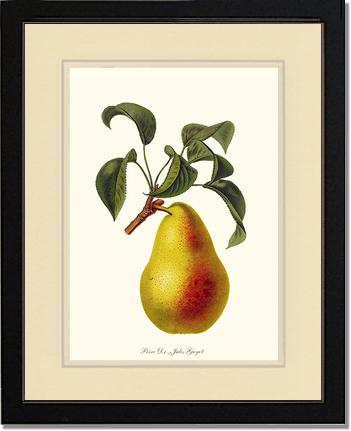 Pear, Dr. Jules Guyot | Vintage Redouté's Fruit Art Print
