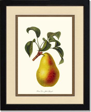 Pear, Dr. Jules Guyot | Vintage Redouté's Fruit Art Print
