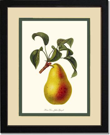 Pear, Dr. Jules Guyot | Vintage Redouté's Fruit Art Print