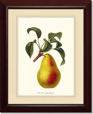 Pear, Dr. Jules Guyot