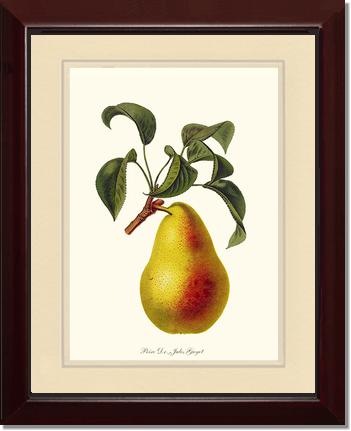 Pear, Dr. Jules Guyot | Vintage Redouté's Fruit Art Print