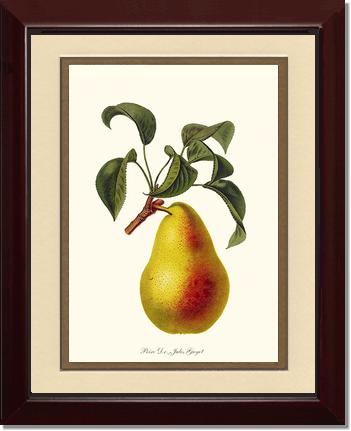 Pear, Dr. Jules Guyot | Vintage Redouté's Fruit Art Print