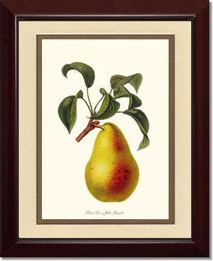 Pear, Dr. Jules Guyot