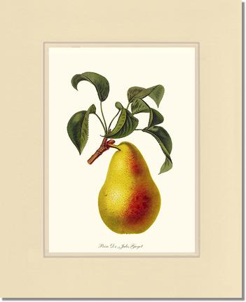 Pear, Dr. Jules Guyot | Vintage Redouté's Fruit Art Print
