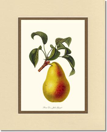 Pear, Dr. Jules Guyot | Vintage Redouté's Fruit Art Print