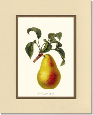 Pear, Dr. Jules Guyot