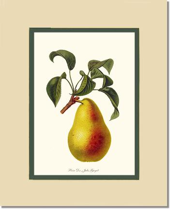 Pear, Dr. Jules Guyot | Vintage Redouté's Fruit Art Print