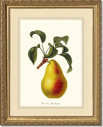 Pear, Dr. Jules Guyot | Vintage Redouté's Fruit Art Print