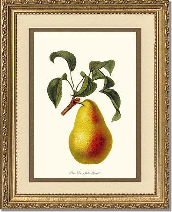 Pear, Dr. Jules Guyot | Vintage Redouté's Fruit Art Print