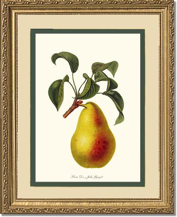 Pear, Dr. Jules Guyot | Vintage Redouté's Fruit Art Print
