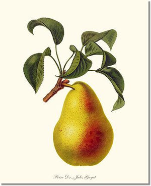 Fruit Print: Pear, Dr. Jules Guyot