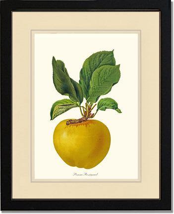 Apple, Rossignol - Charting Nature