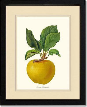 Apple, Rossignol - Charting Nature
