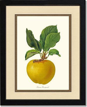 Apple, Rossignol - Charting Nature