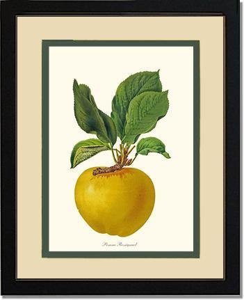 Apple, Rossignol - Charting Nature