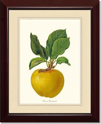 Apple, Rossignol - Charting Nature