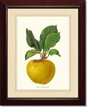 Apple, Rossignol - Charting Nature