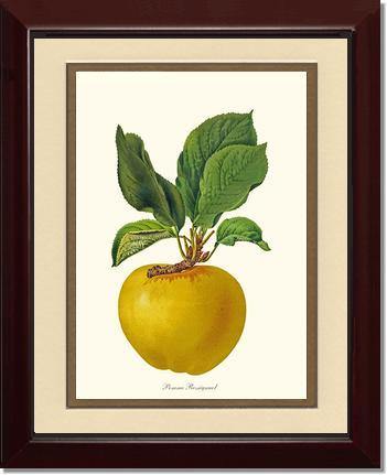 Apple, Rossignol - Charting Nature