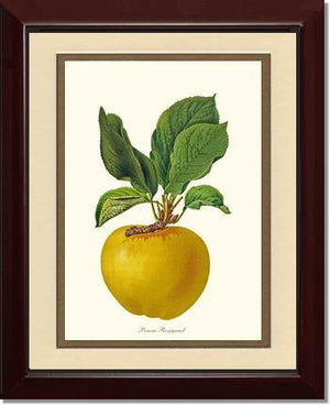 Apple, Rossignol - Charting Nature