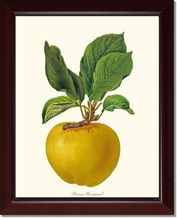 Apple, Rossignol - Charting Nature