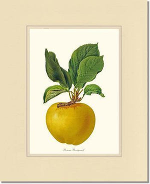 Apple, Rossignol - Charting Nature