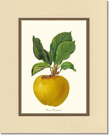 Apple, Rossignol - Charting Nature