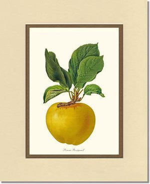 Apple, Rossignol - Charting Nature