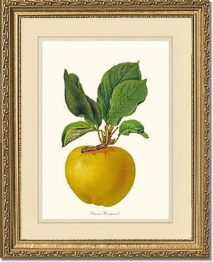 Apple, Rossignol - Charting Nature