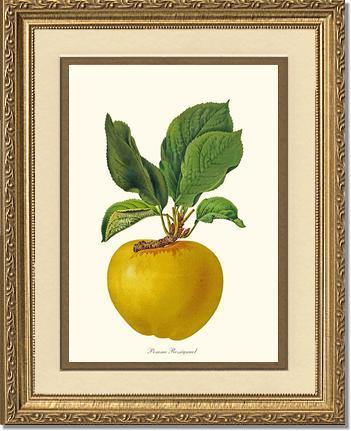 Apple, Rossignol - Charting Nature