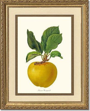 Apple, Rossignol - Charting Nature