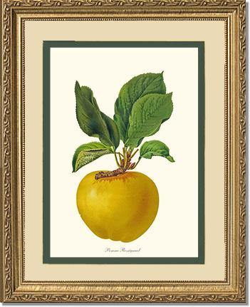 Apple, Rossignol - Charting Nature