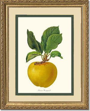 Apple, Rossignol - Charting Nature