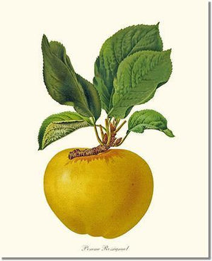 Apple, Rossignol - Charting Nature