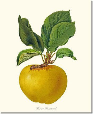 Fruit Print: Apple, Rossignol