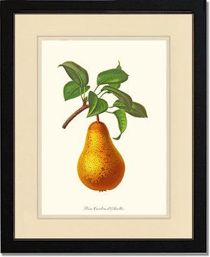 Pear, Caroline Dairolles