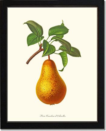Pear, Caroline Dairolles | Vintage Redouté's Fruit Art Print