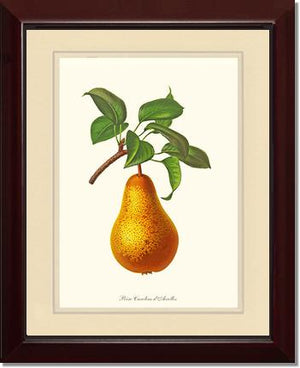 Pear, Caroline Dairolles