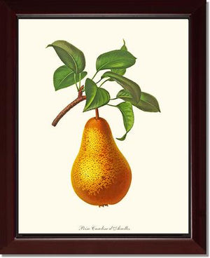 Pear, Caroline Dairolles
