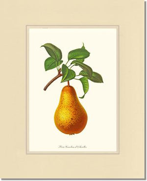 Pear, Caroline Dairolles