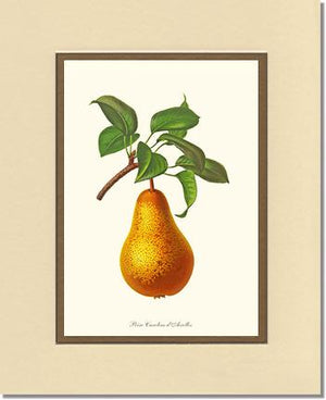 Pear, Caroline Dairolles