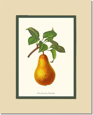 Pear, Caroline Dairolles