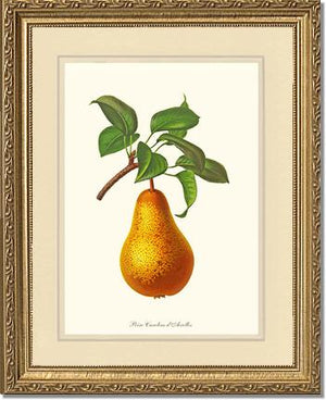 Pear, Caroline Dairolles